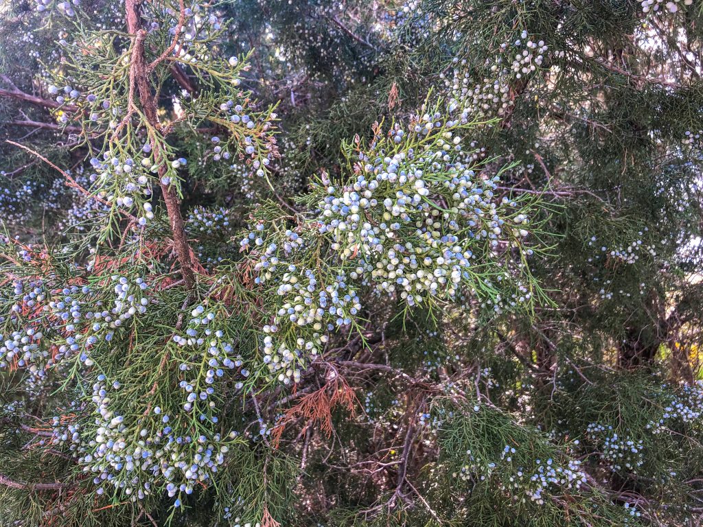 Cedar Berries