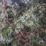 Cedar Berries