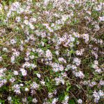 Climbing Astor - Aster carolinianum