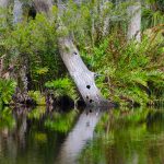 Cypress Trunk with Ferns