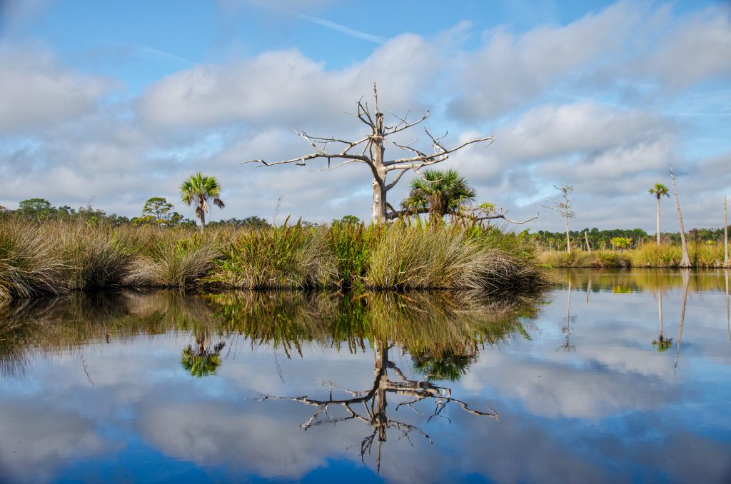 Dead Cypress on Bulow Creek