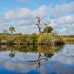 Dead Cypress on Bulow Creek