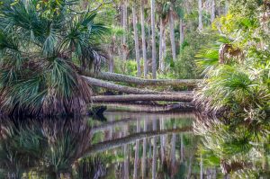 Downed Palms Mark the End of Line