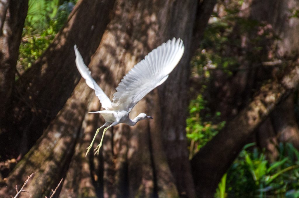 Egret Takes Flight