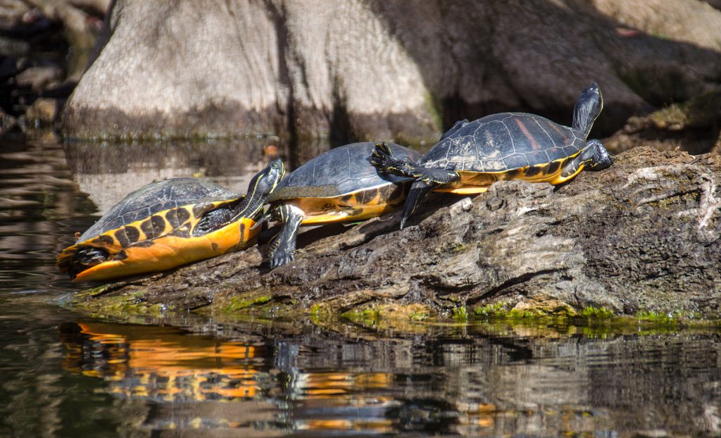 Florida Red-Bellied Cooter - Pseudemys nelsoni