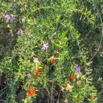 Goji - Lycium barbarum