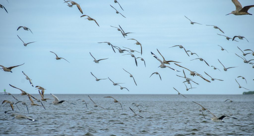 Gulls of Atsena Otie