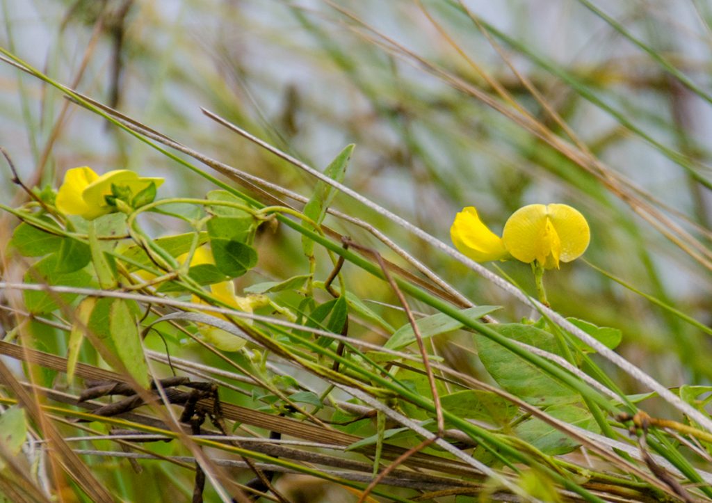 Hairy Cowpea - Vigna luteola