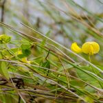 Hairy Cowpea - Vigna luteola