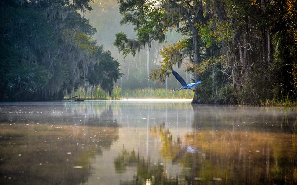 Heron Over Salt Creek