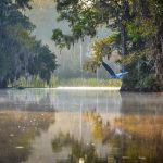 Heron Over Salt Creek