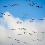 Ibis fly above the Ocklawaha