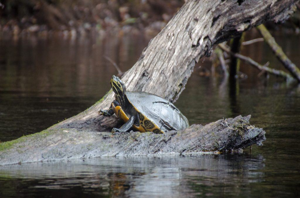 Injured Turtle