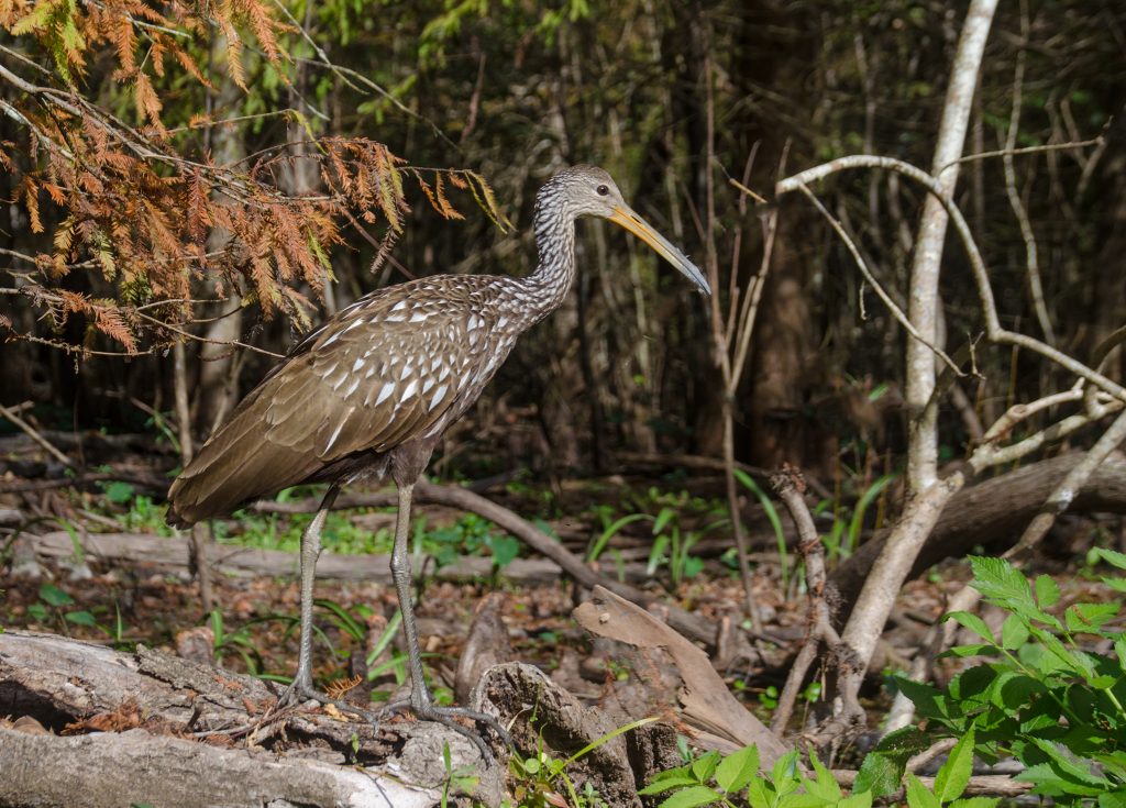 Limpkin - Aramus guarauna