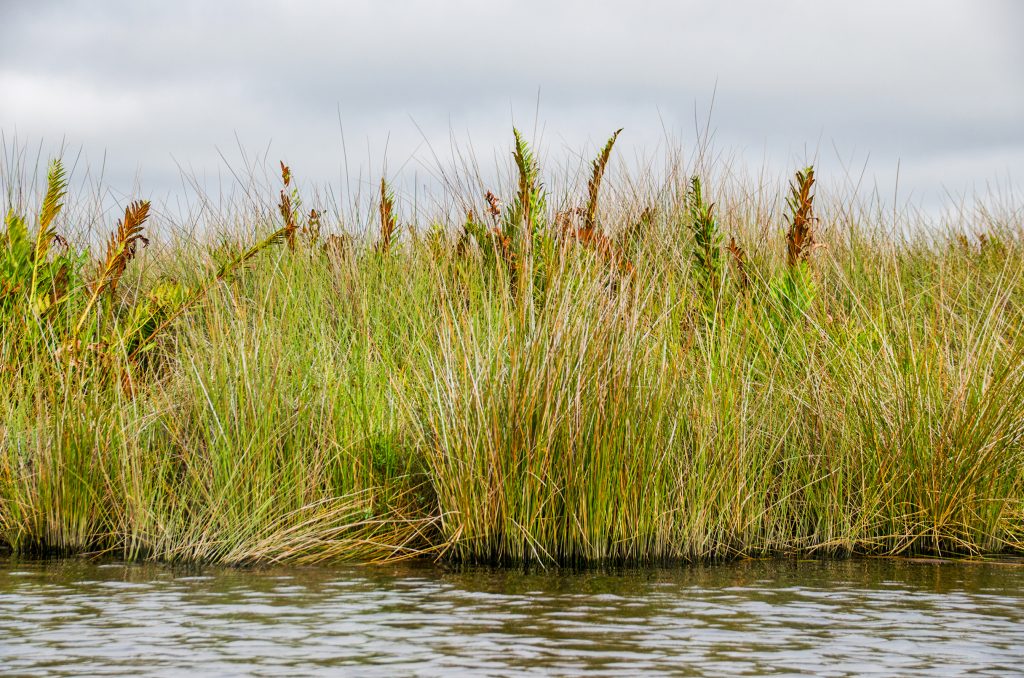 Needle Rush - Juncus roemerianus