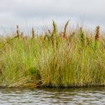 Needle Rush - Juncus roemerianus