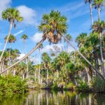 Palm Arch - Bulow Creek