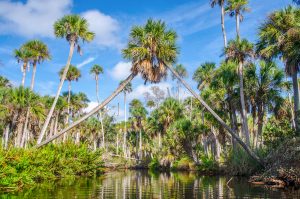 Palm Arch - Bulow Creek