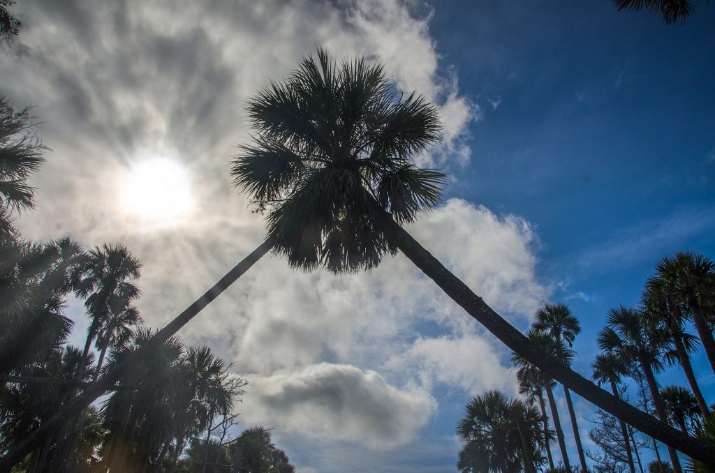 Palm Arch Overhead