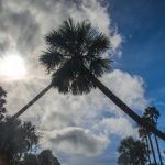 Palm Arch Overhead