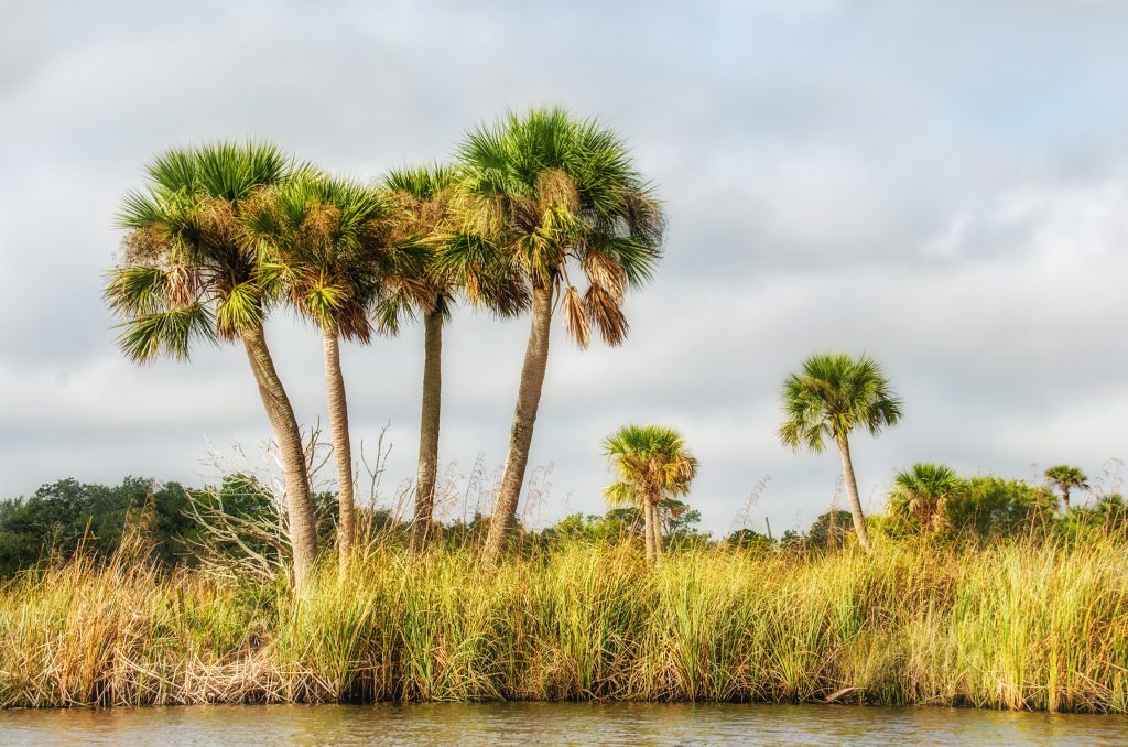 Palms on Bulow Creek