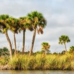 Palms on Bulow Creek