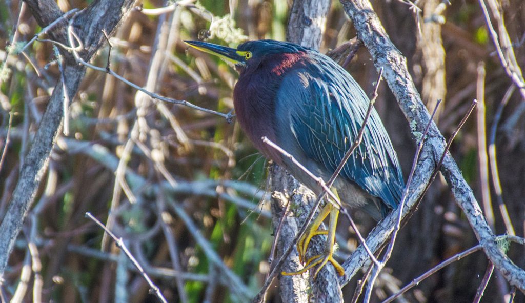 Salt Springs - Green Heron