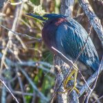 Salt Springs - Green Heron
