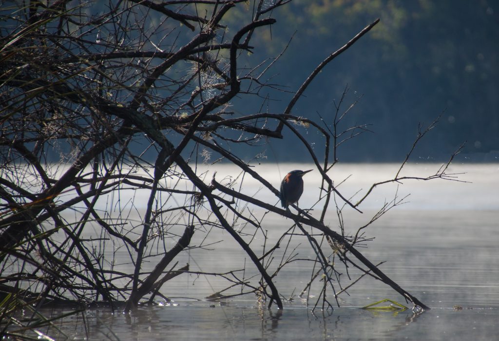 Salt Springs - Green Heron - Silhouette