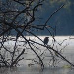 Salt Springs - Green Heron - Silhouette