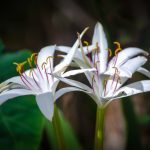 Swamp Lily - Crinum americanum