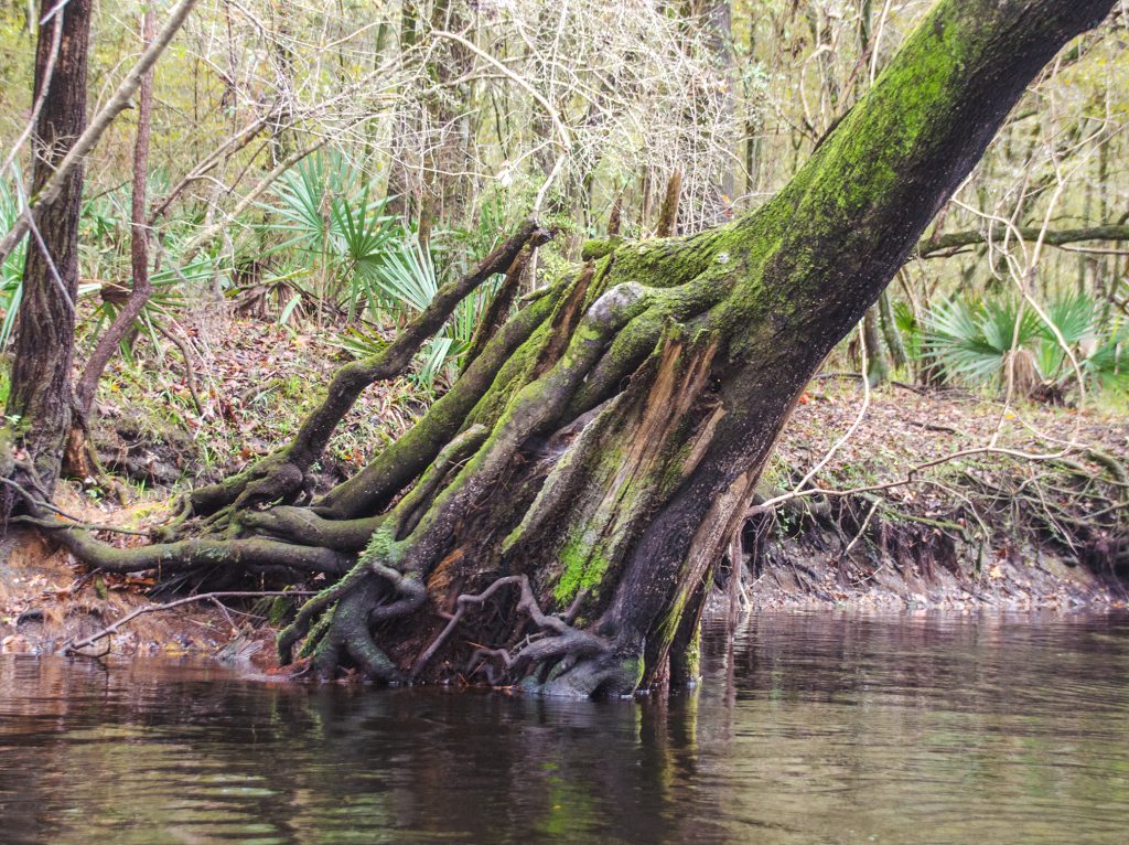 Tree growing out of old Cypress trunk