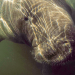 Wilbur the Manatee