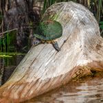 Algae covered River Cooter