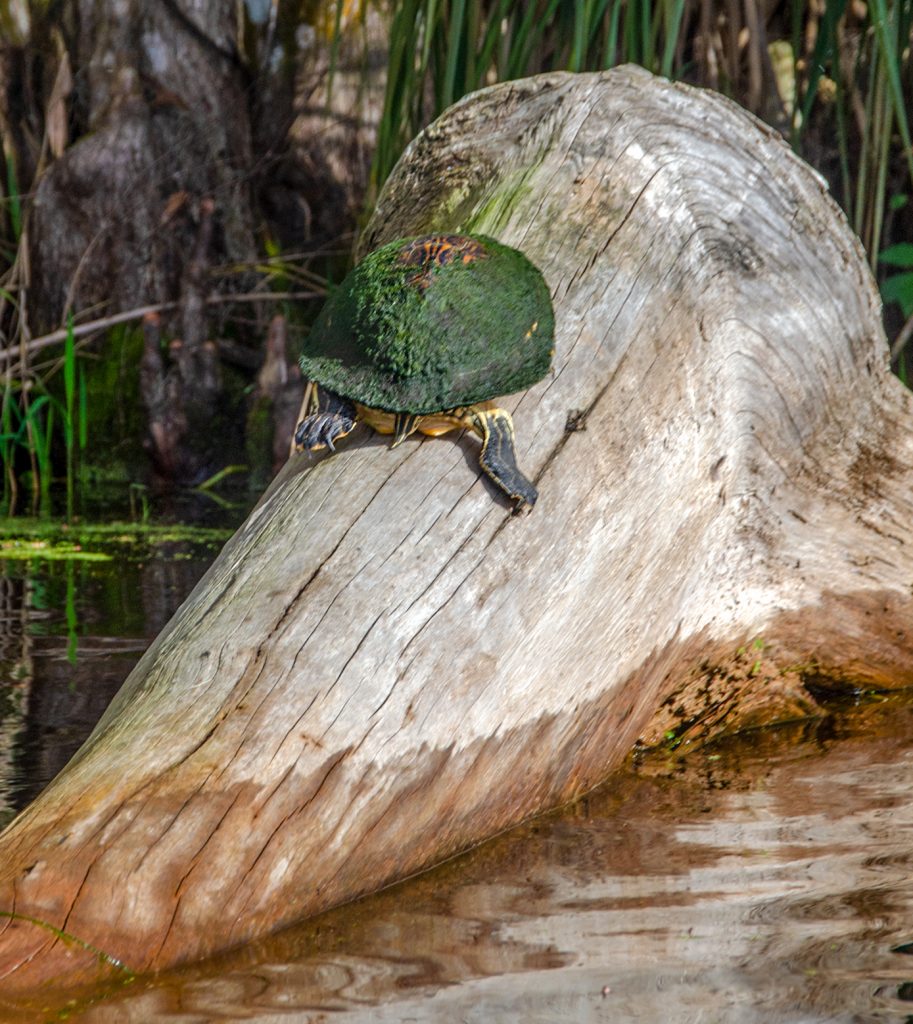 Algae covered River Cooter