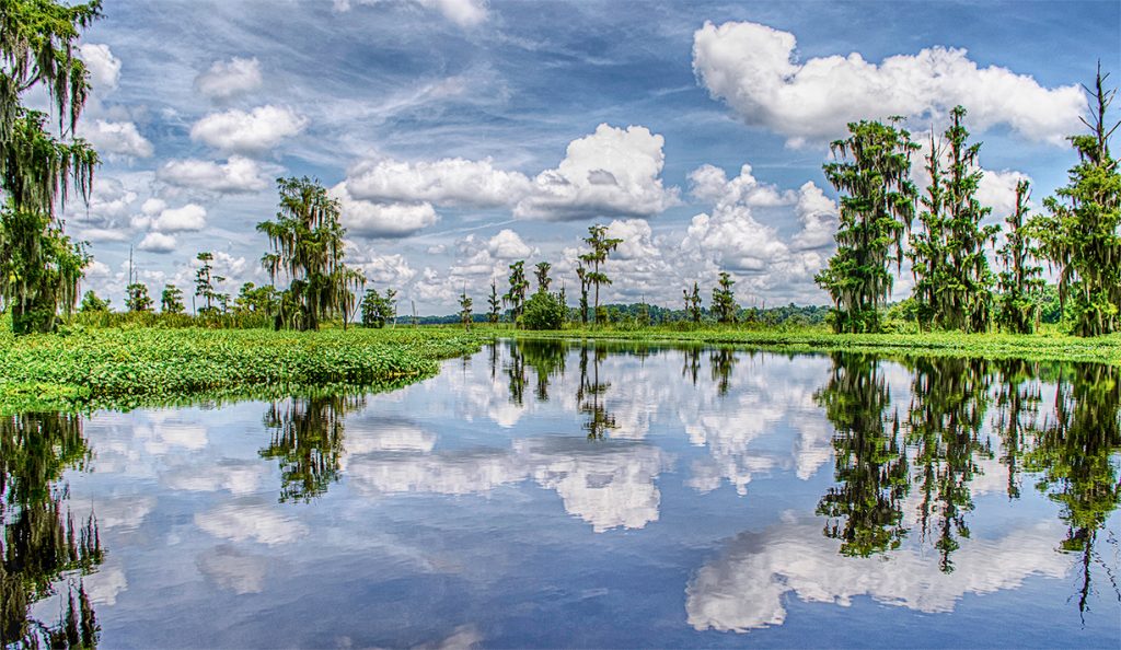 An Ocklawaha Landscape