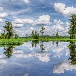 An Ocklawaha Landscape