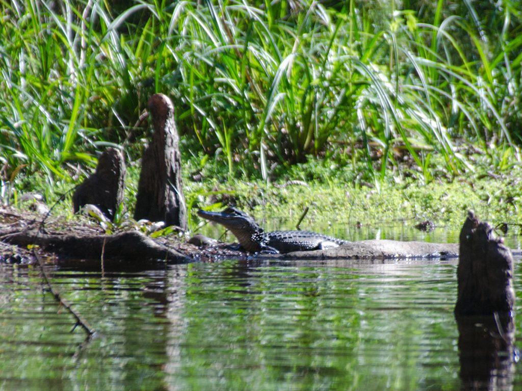 Baby Gator on Prairie Creek