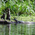 Baby Gator on Prairie Creek