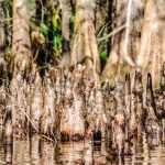 Young Cypress Knee on Prairie Creek