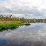 Black Lake Shoreline