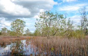 Black Lake Wetland