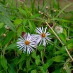 Climbing Aster - Ampelaster carolinianus