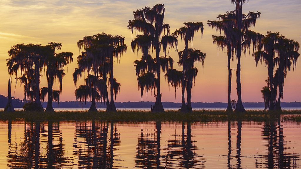 Cypress Silhouette Sunset - Santa Fe Lake