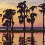 Cypress Silhouette Sunset - Santa Fe Lake