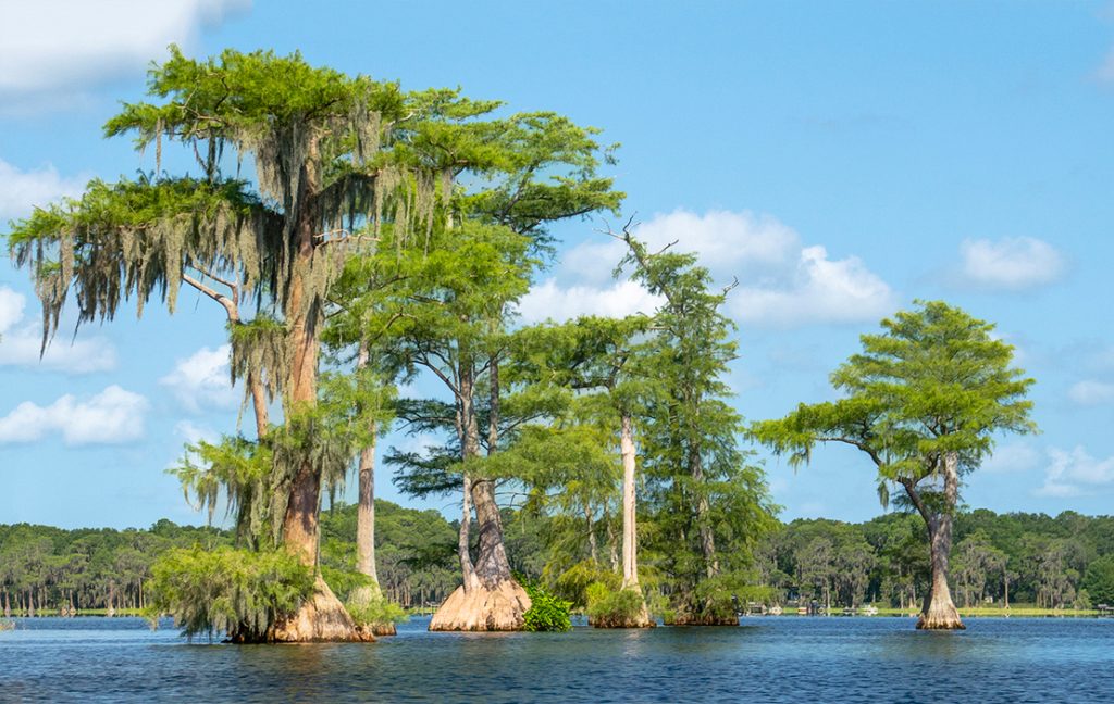 Cypress Trees on Santa Fe Lake