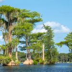 Cypress Trees on Santa Fe Lake