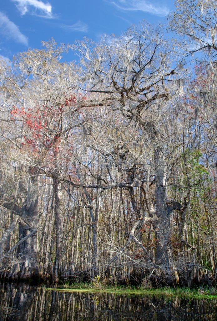 Distorted Cypress