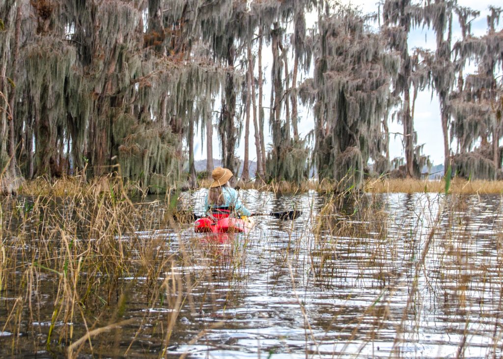 Inside the Cypress Shoreline - Santa Fe Lake