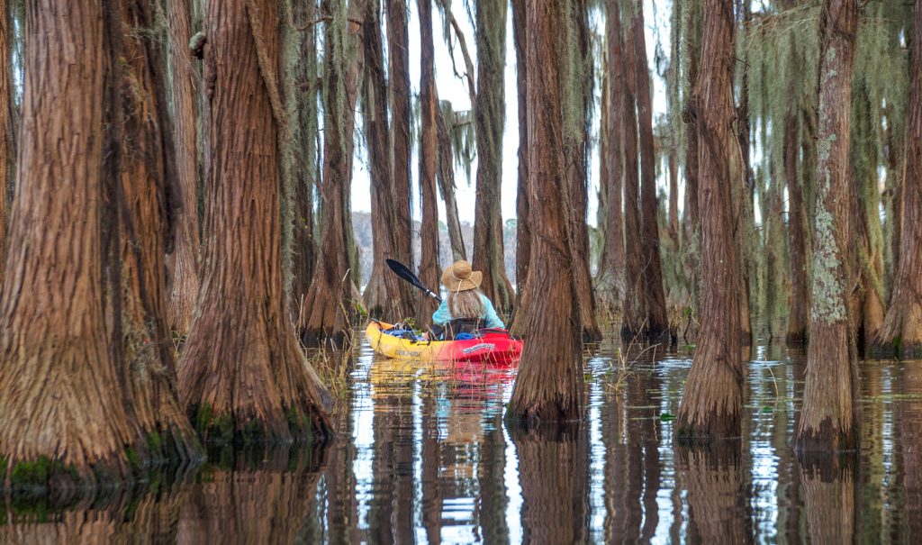 Donna paddles among the Cypress